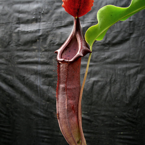 Nepenthes naga x truncata pitcher with tall burgundy tube and dark purple rim against a dark background