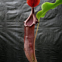 Nepenthes naga x truncata (C), CAR-0178