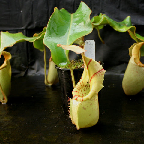 Nepenthes veitchii Bareo specimen 2 with glossy green leaf and pale yellow pitcher in a black pot