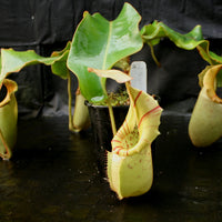 Nepenthes veitchii Bareo - specimen 2