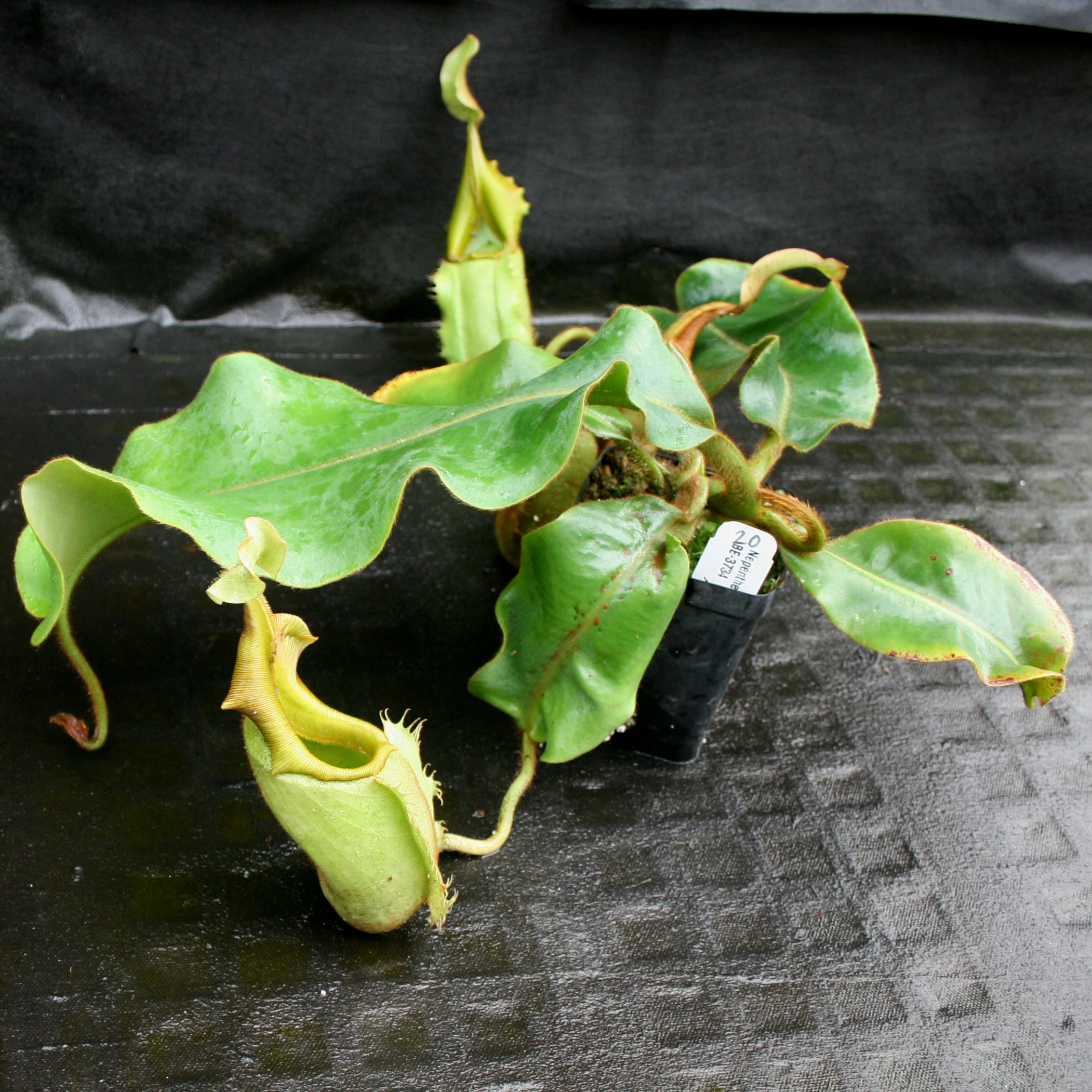 Nepenthes veitchii Bareo, BE-3734 – Carnivero