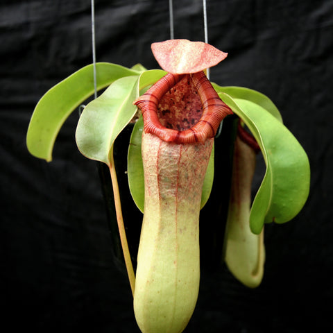 Nepenthes ventricosa Denver x truncata pitcher with pale green tubular body and bright red ribbed peristome.