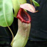 Nepenthes "Denver" x truncata, CAR-0145,, pitcher plant, carnivorous plant, collectors plant, large pitchers, rare plants 