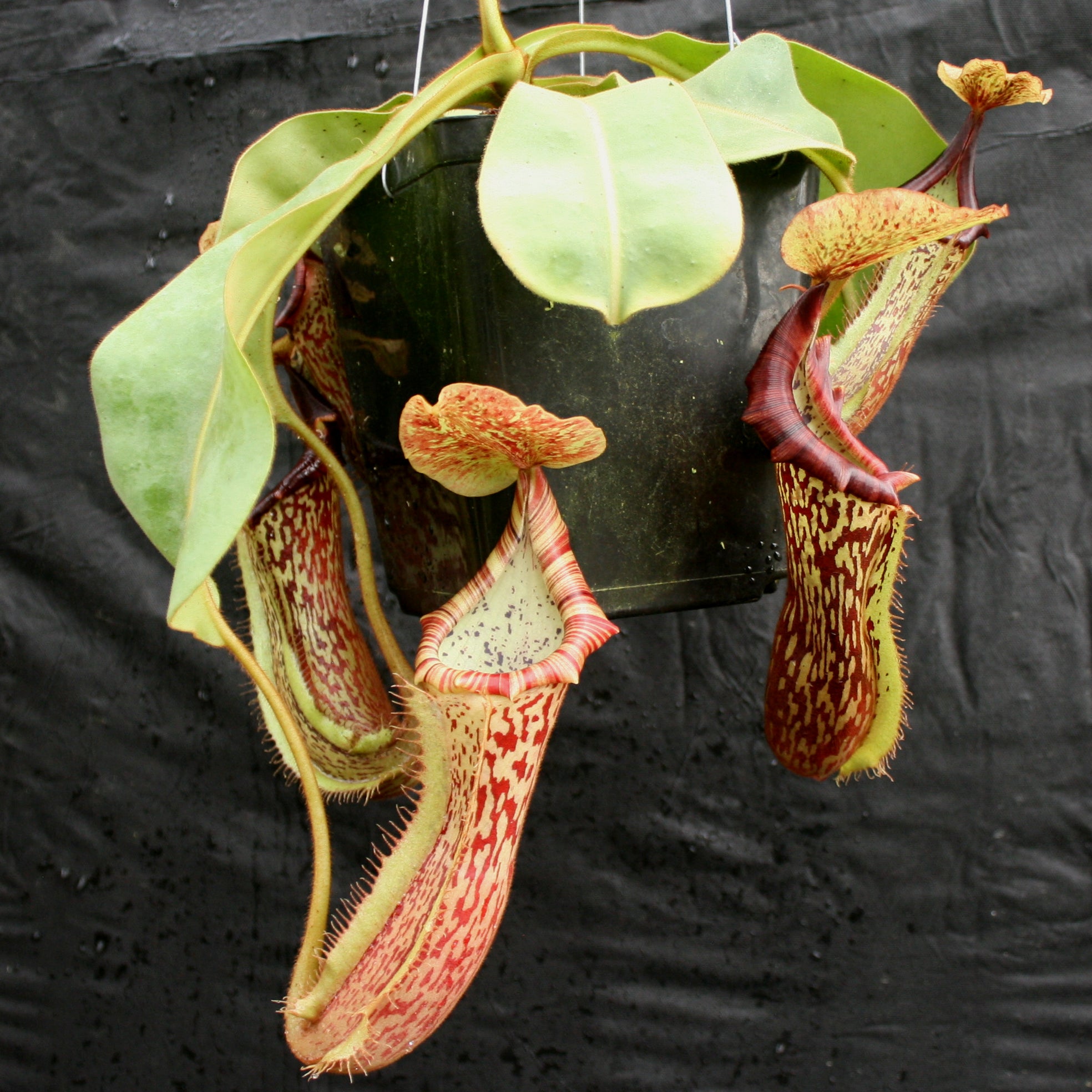 Nepenthes Song of Melancholy x platychila 