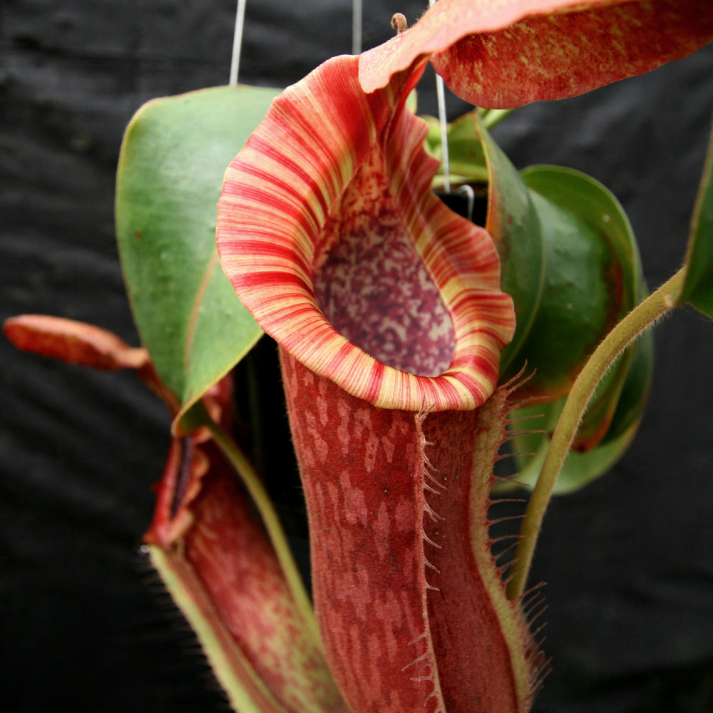 
                      
                        Nepenthes [(lowii x veitchii) x boschiana)] "Red Ruffled" x {boschiana x [truncata x (northiana x veitchii)]}, CAR-0162
                      
                    