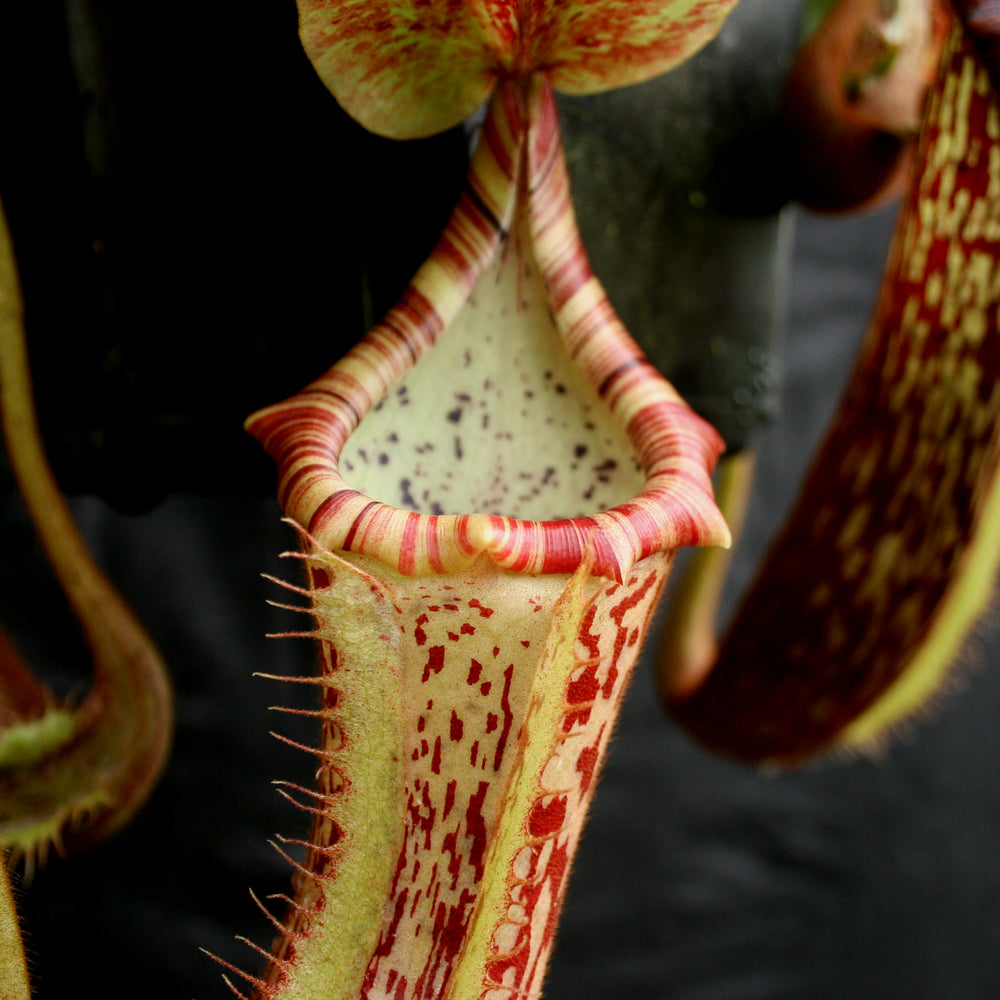 
                      
                        Nepenthes Song of Melancholy x platychila "white", CAR-0087
                      
                    