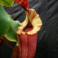 Nepenthes [(lowii x veitchii) x boschiana)] "Red Ruffled" x veitchii "Orange Fade", CAR-0153