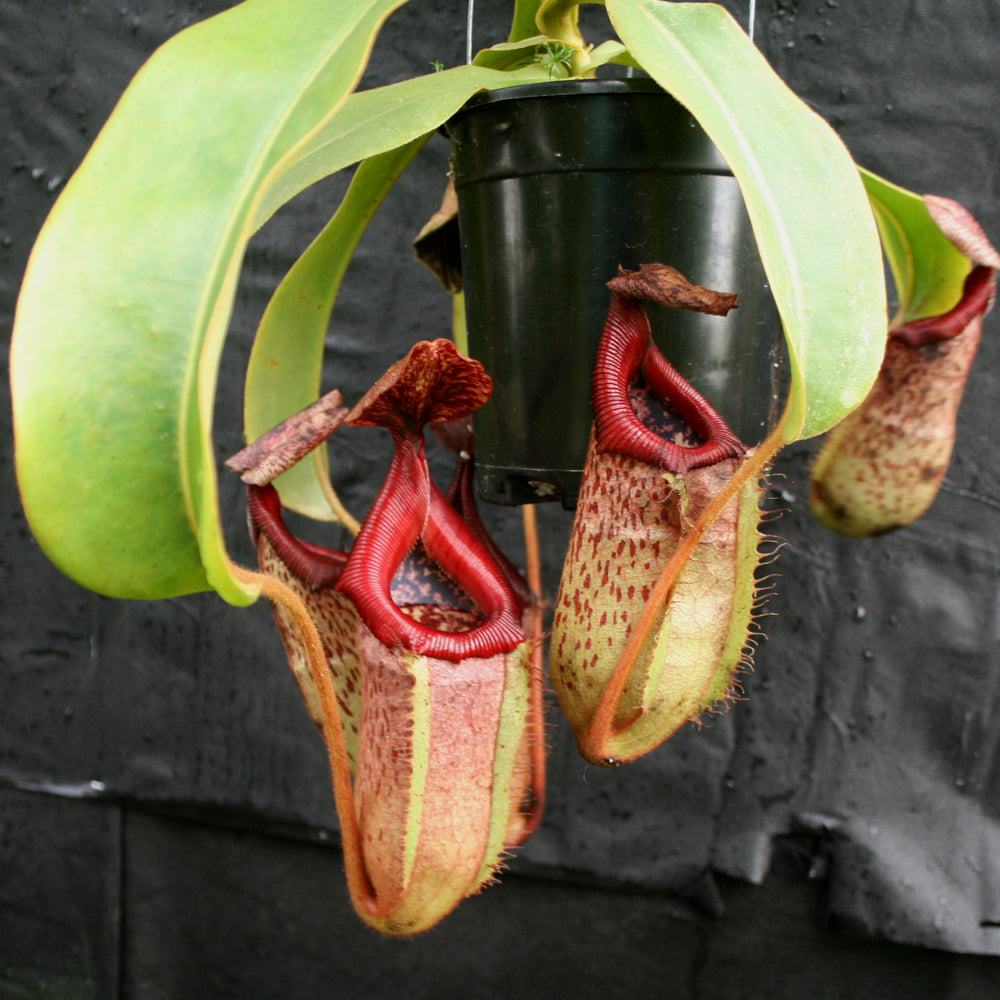 
                      
                        Nepenthes [(Rokko x boschiana) x veitchii] x [(ventricosa x sibuyanensis) x TM]-clone B , CAR-0105
                      
                    