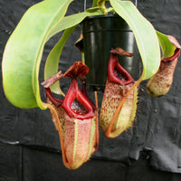 Nepenthes [(Rokko x boschiana) x veitchii] x [(ventricosa x sibuyanensis) x TM]-clone B , CAR-0105