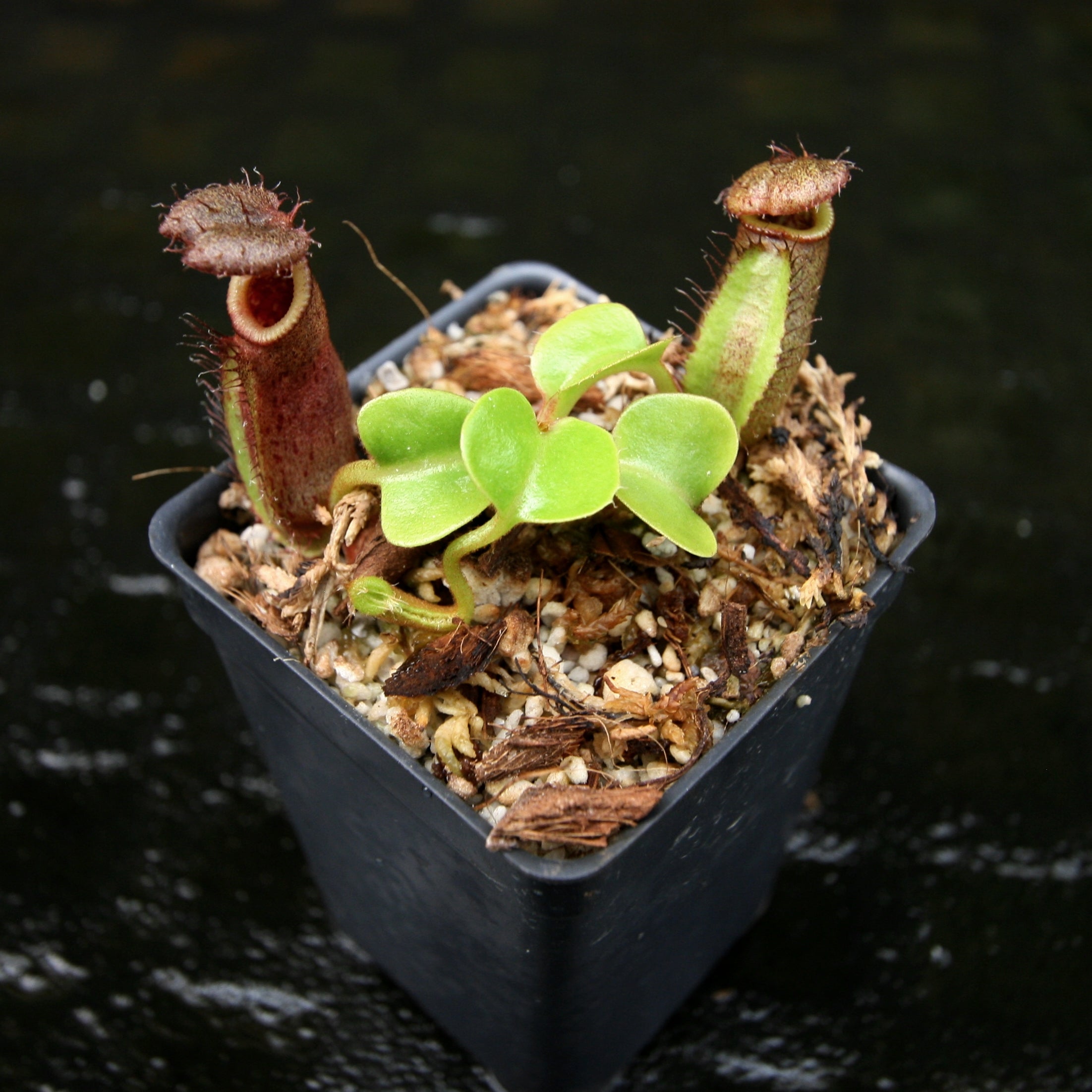 Nepenthes robcantleyi, BE-3517 – Carnivero