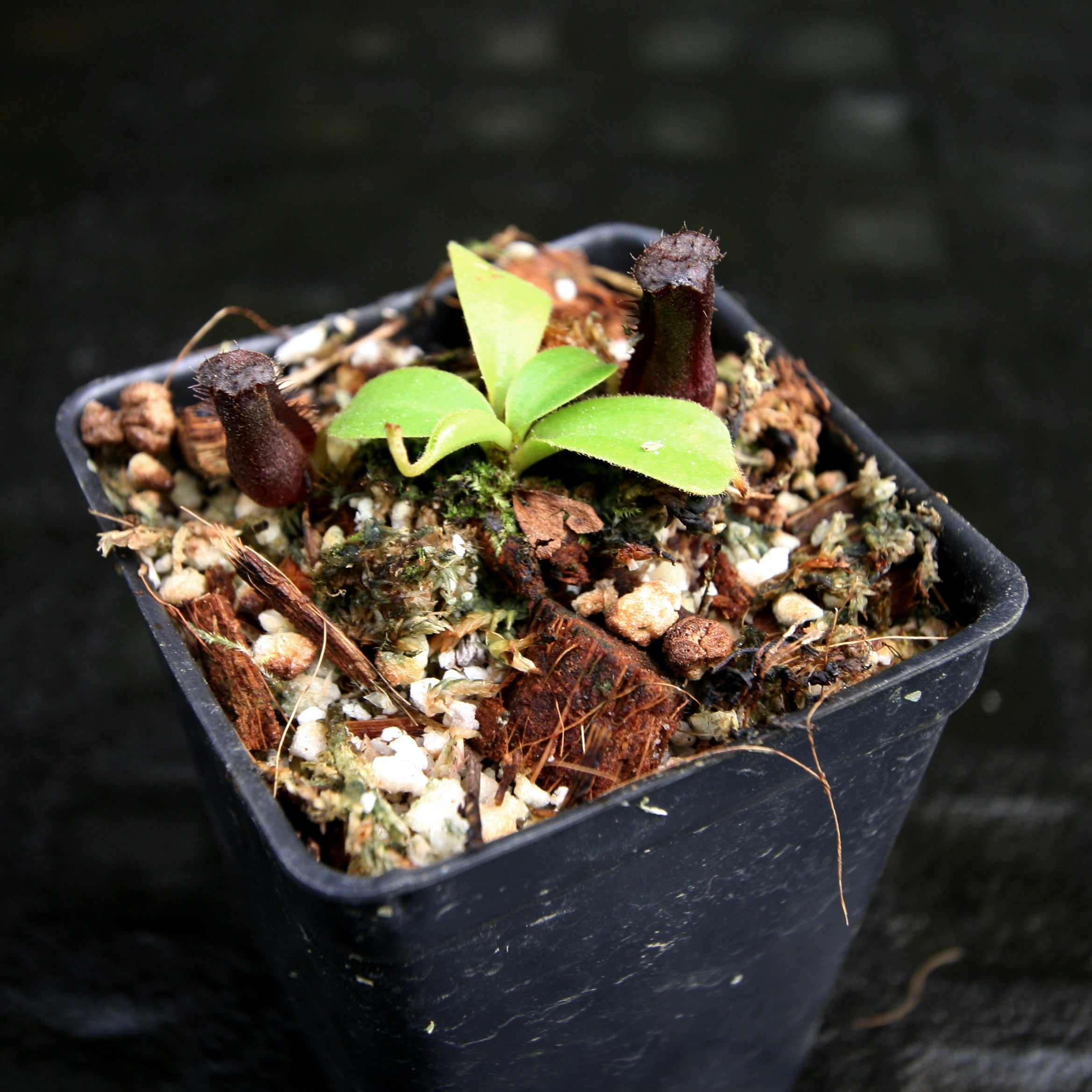 【taruha⠀】オーボエリード 野中貿易直営店！ ノナカ・ミュージックハウス オンラインショップ