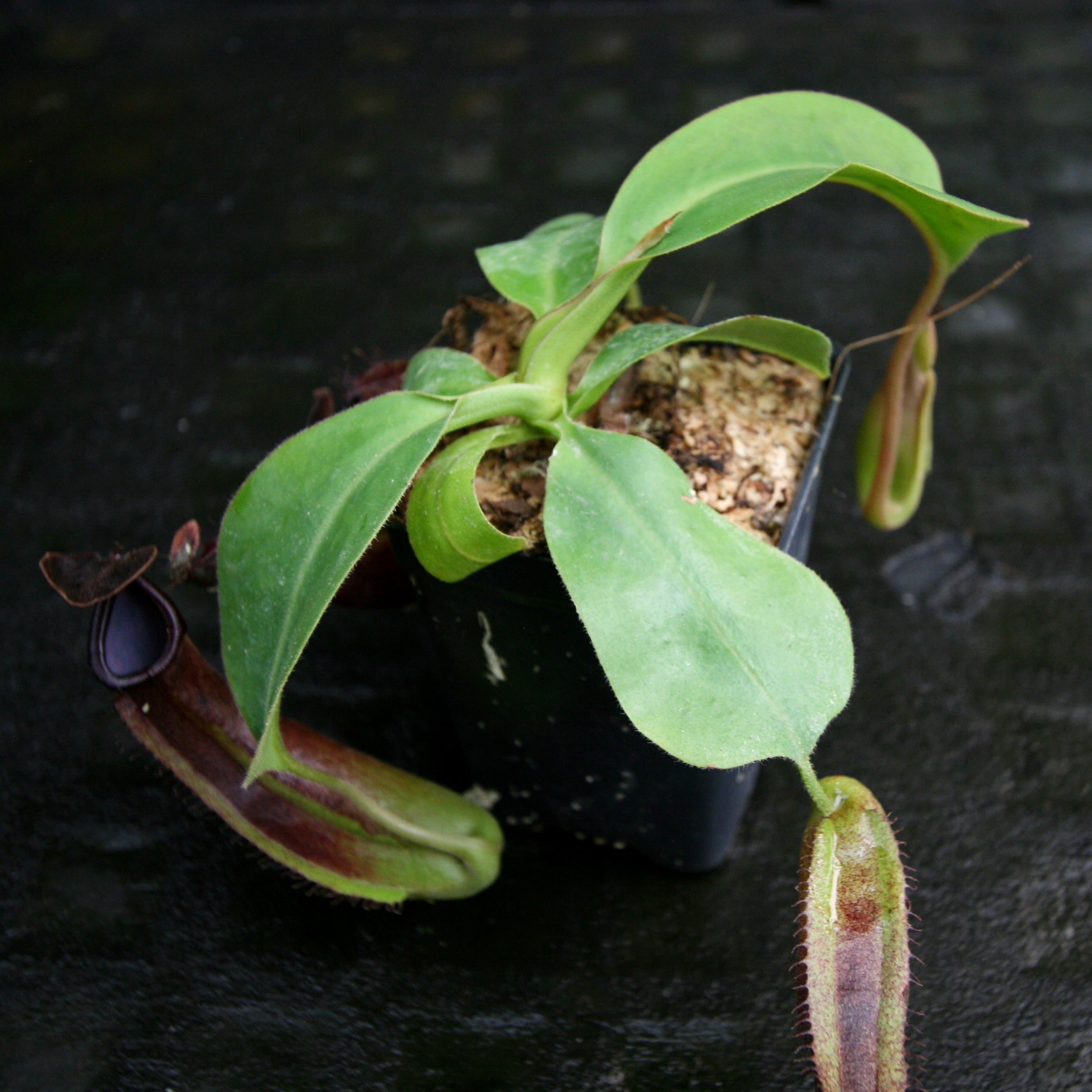 Nepenthes naga x truncata (C), CAR-0178 – Carnivero