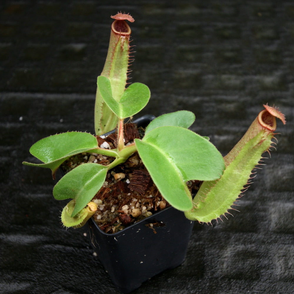 
                      
                        Nepenthes truncata (JB x (c)-A), CAR-0206
                      
                    