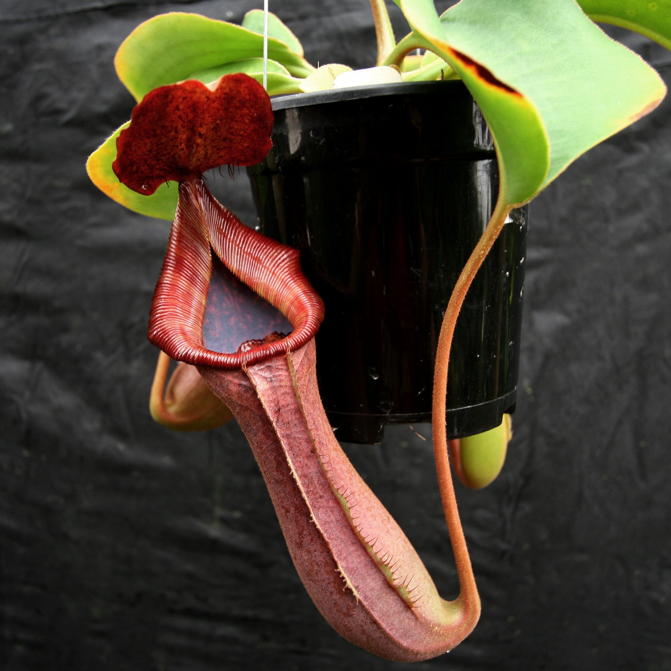 Nepenthes truncata (d) x lowii Trusmadi, CAR-0061 – Carnivero