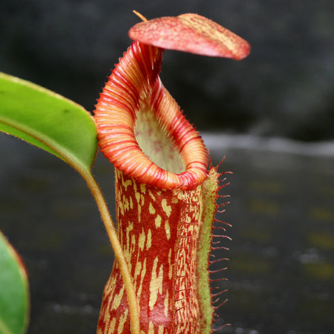 Close-up of a Nepenthes spectabilis x edwardsiana pitcher with a tall red peristome and mottled red and cream body.