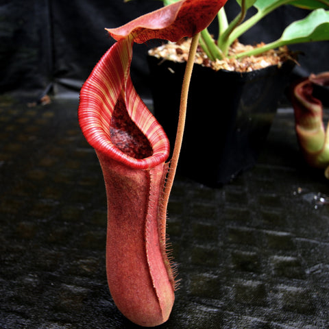 Nepenthes truncata x lowii Kinabalu hybrid pitcher plant with a tall red curved pitcher