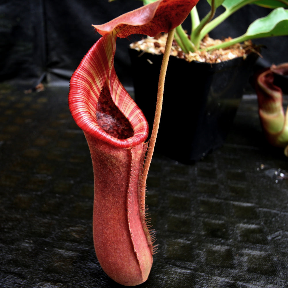 Nepenthes truncata (d) x lowii Trusmadi, CAR-0061