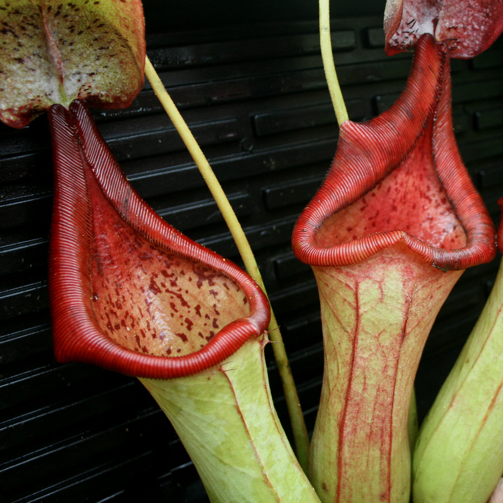 
                      
                        Nepenthes truncata x ephippiata
                      
                    