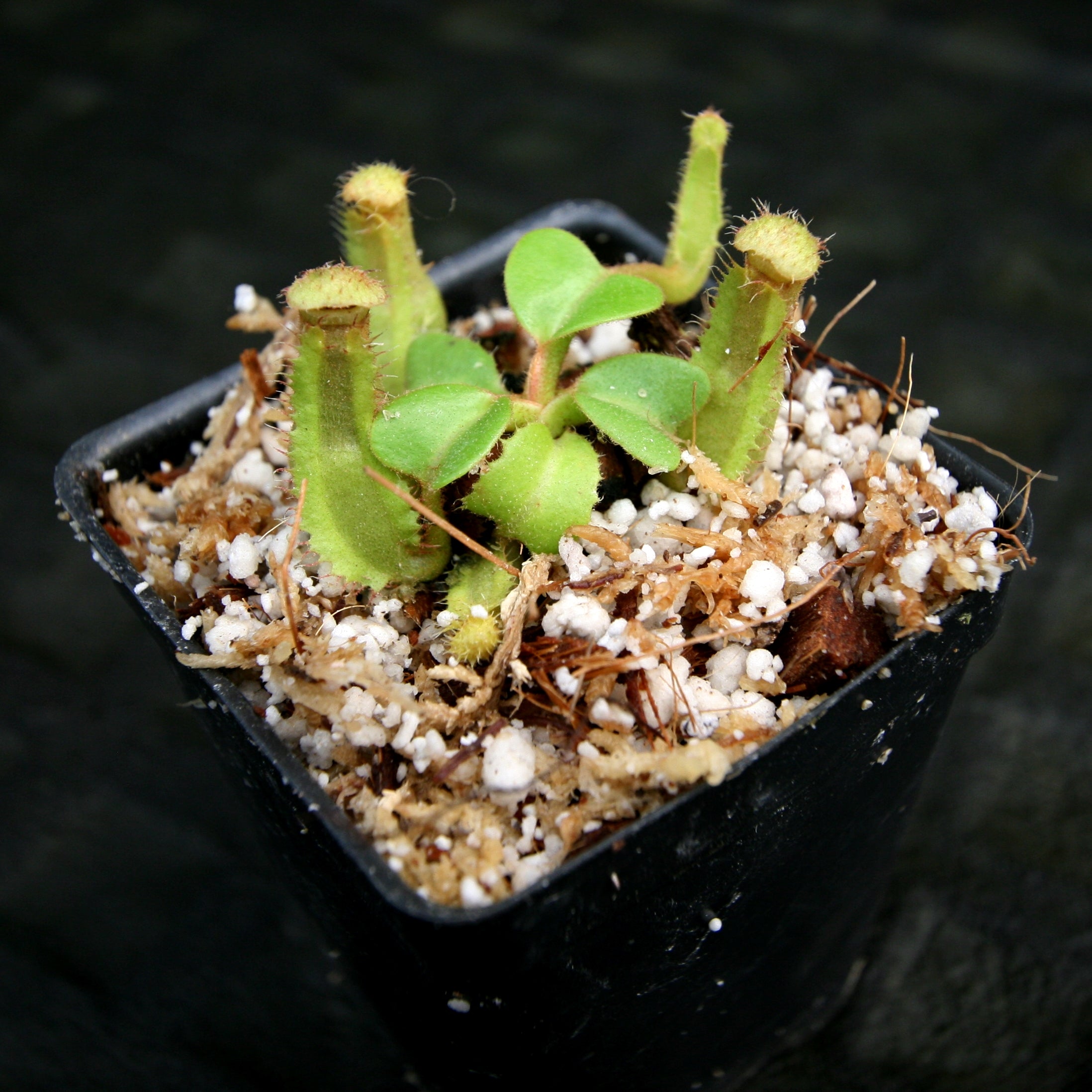 Nepenthes truncata (JB x (c)-E) – Carnivero