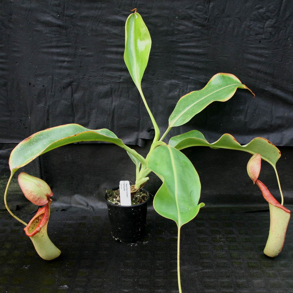 
                      
                        Nepenthes truncata x ephippiata
                      
                    