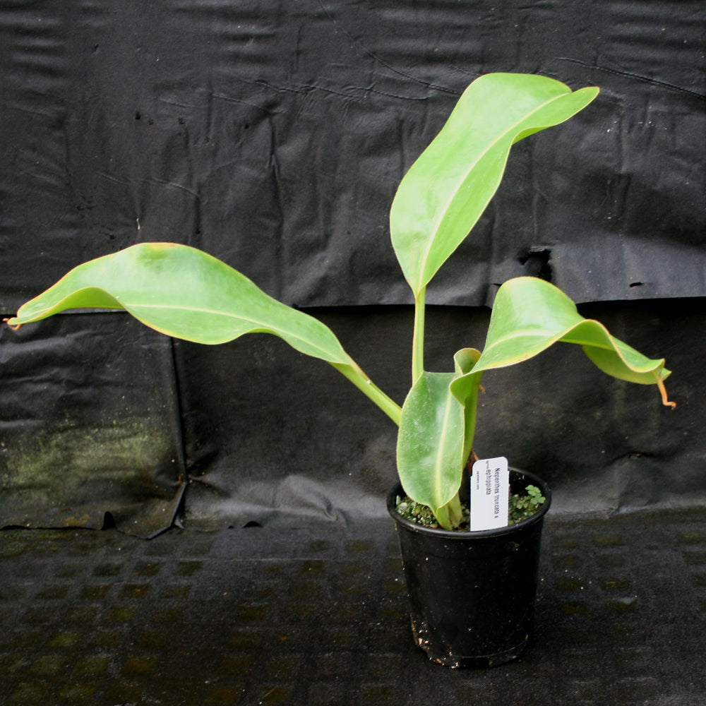 
                      
                        Nepenthes truncata x ephippiata
                      
                    