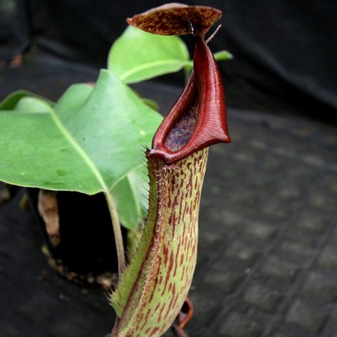 Close up of Nepenthes Marpesa x truncata pitcher with red rim and speckled green body
