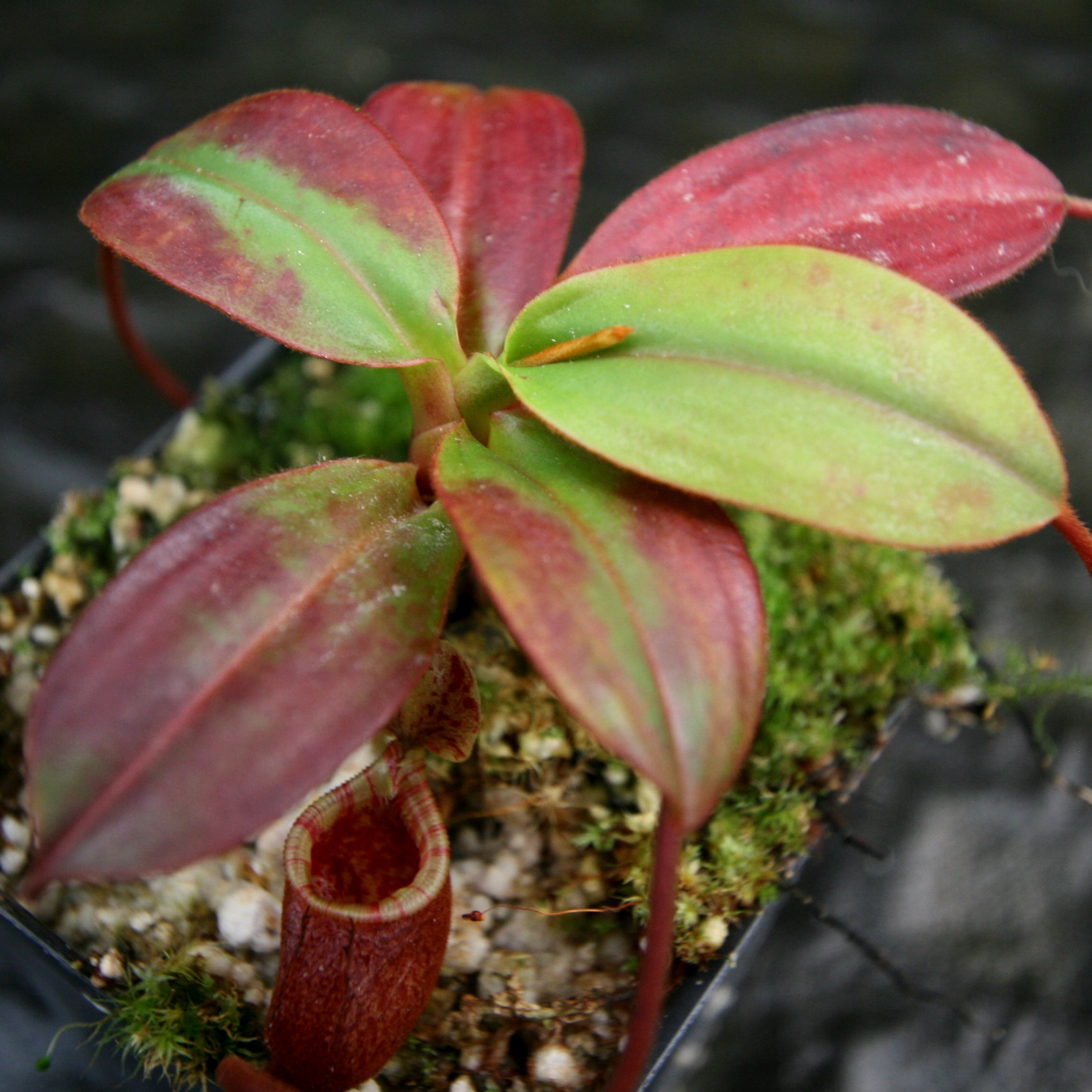 Nepenthes palawanensis, BE-3651 – Carnivero