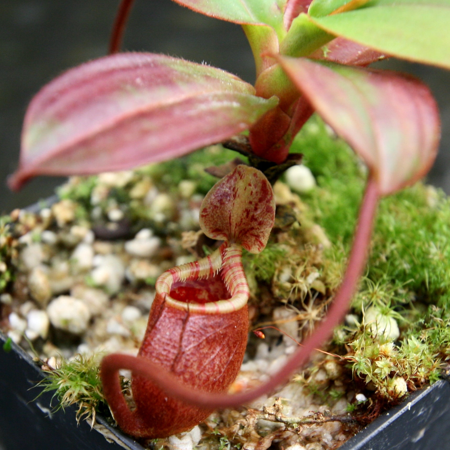 NEPENTHES 【定価:26000円】 Nepenthes glandulifera x tenuis, BE-3891 – Carnivero