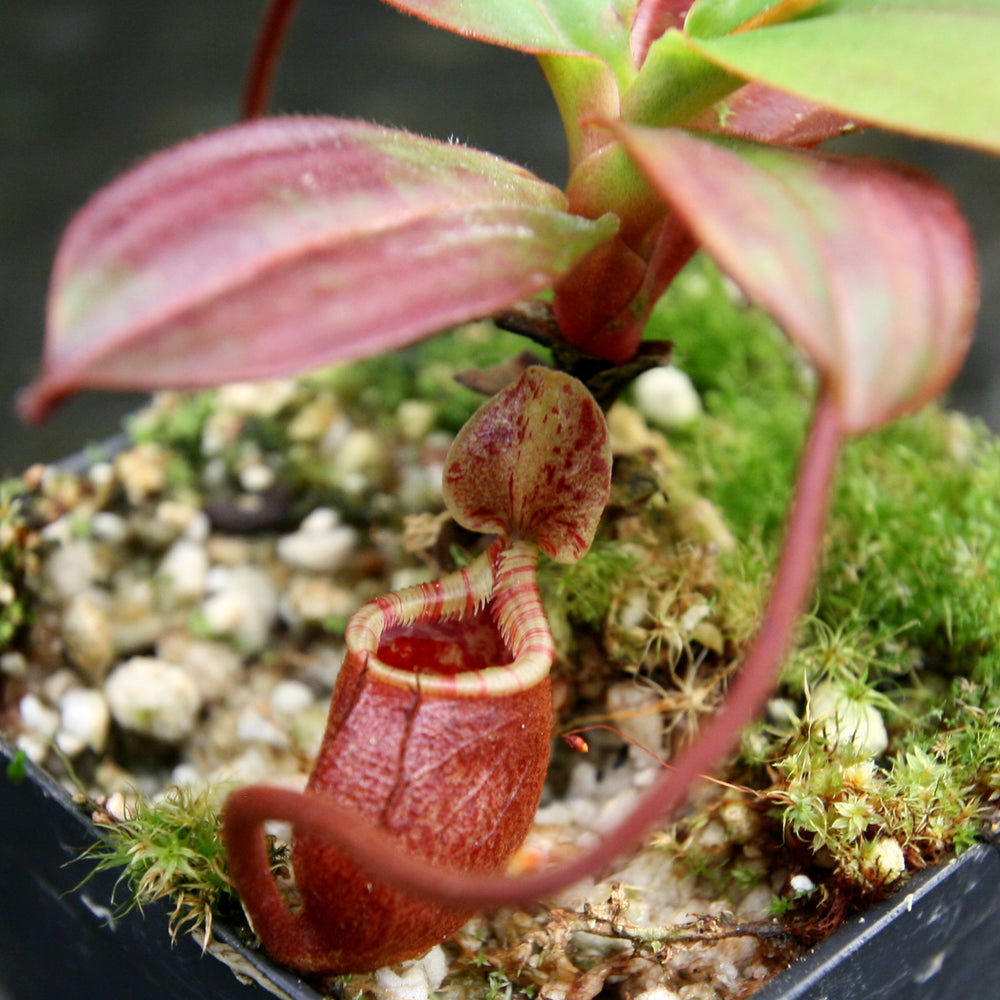 
                      
                        Nepenthes palawanensis, BE-3651
                      
                    