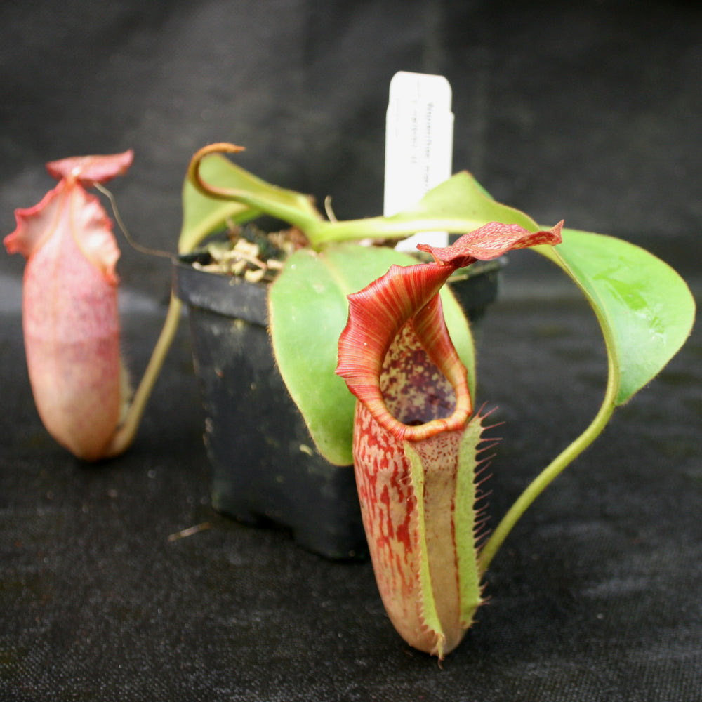 
                      
                        Nepenthes maxima x veitchii HL
                      
                    