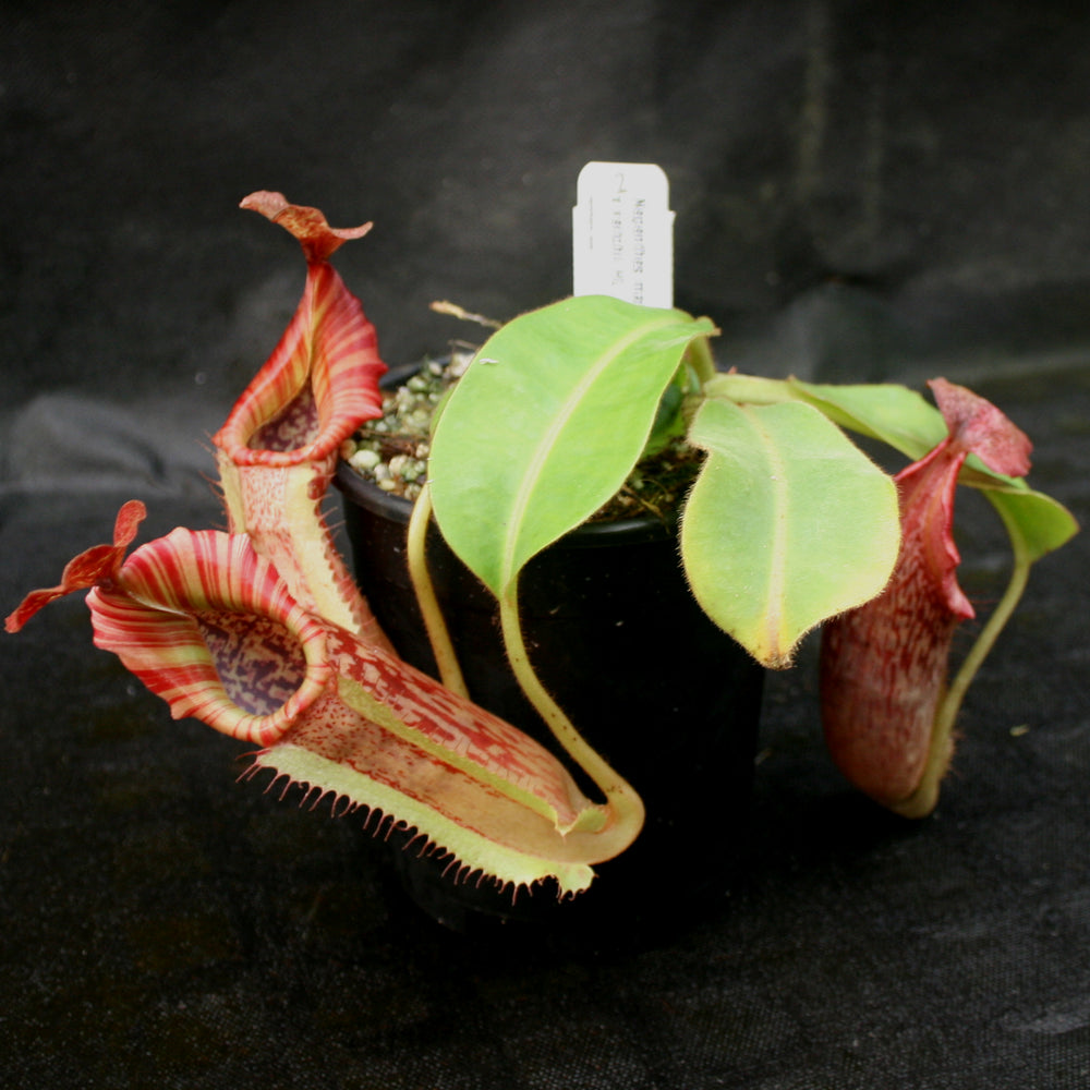 
                      
                        Nepenthes maxima x veitchii HL
                      
                    