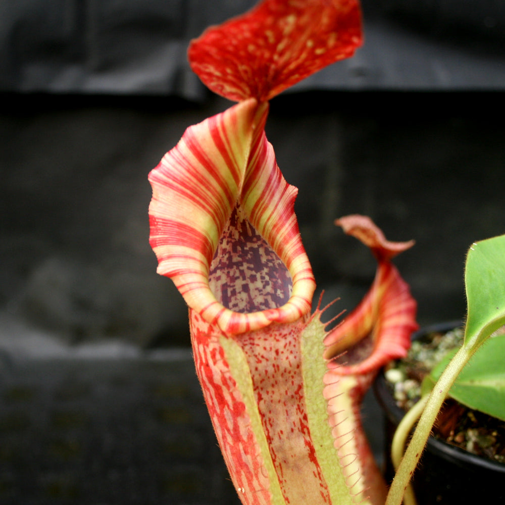 
                      
                        Nepenthes maxima x veitchii HL
                      
                    