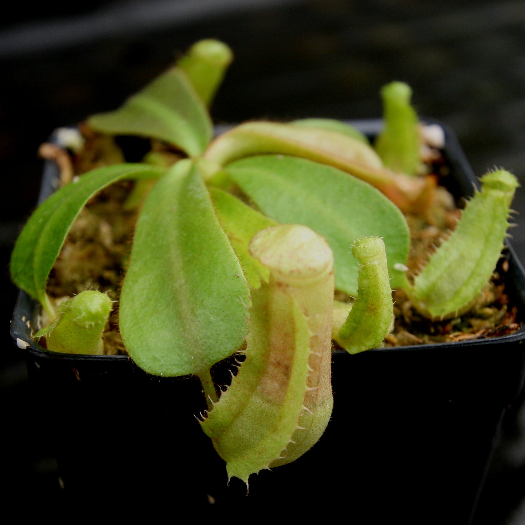 Nepenthes veitchii ((k) #1 x (m) #2), CAR-0250 – Carnivero