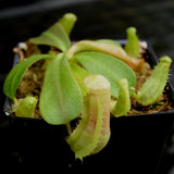 Nepenthes veitchii ((k) #1 x (m) #2), CAR-0250