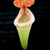 Nepenthes Rokko "Exotica" x boschiana