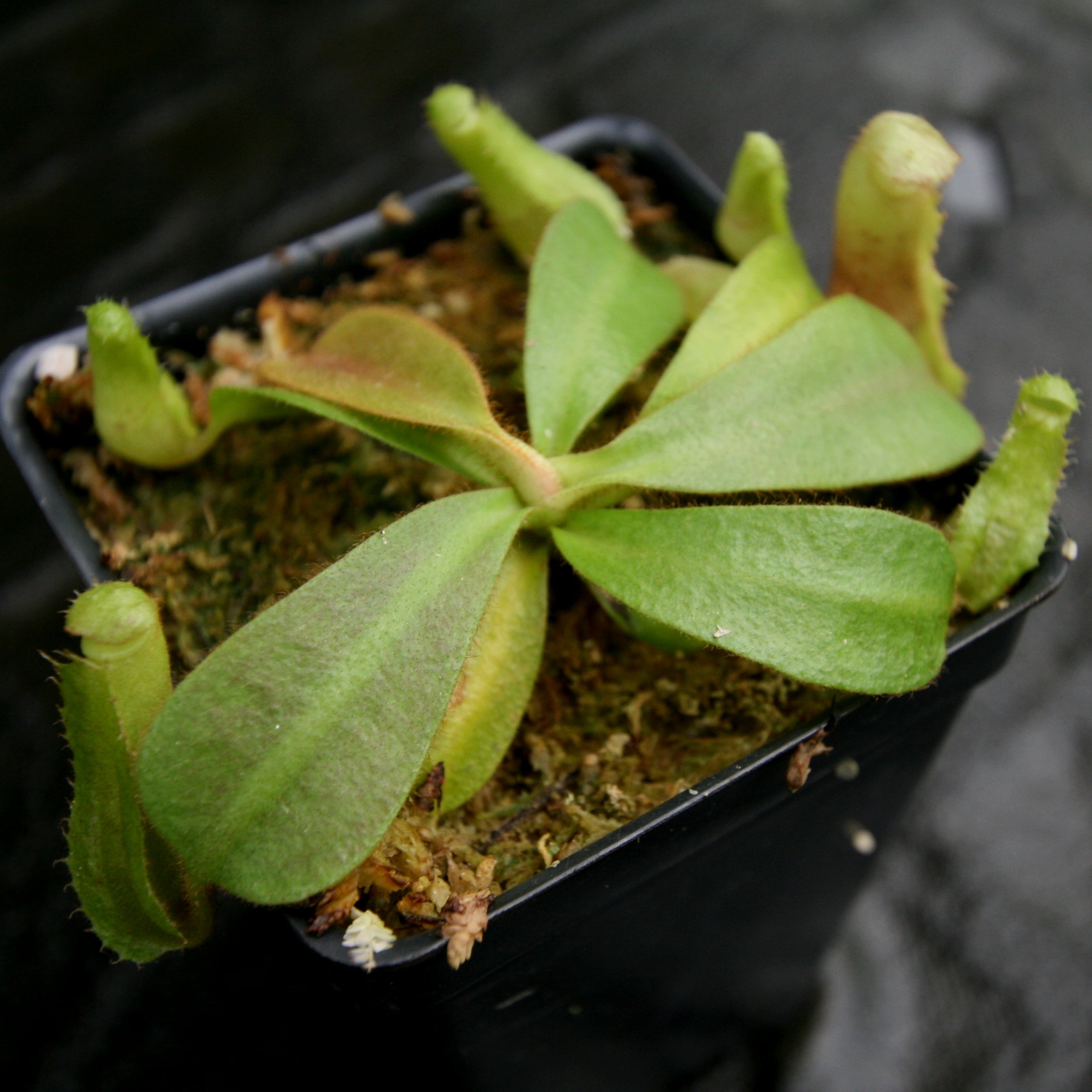 Nepenthes veitchii ((k) #1 x (m) #2), CAR-0250 – Carnivero
