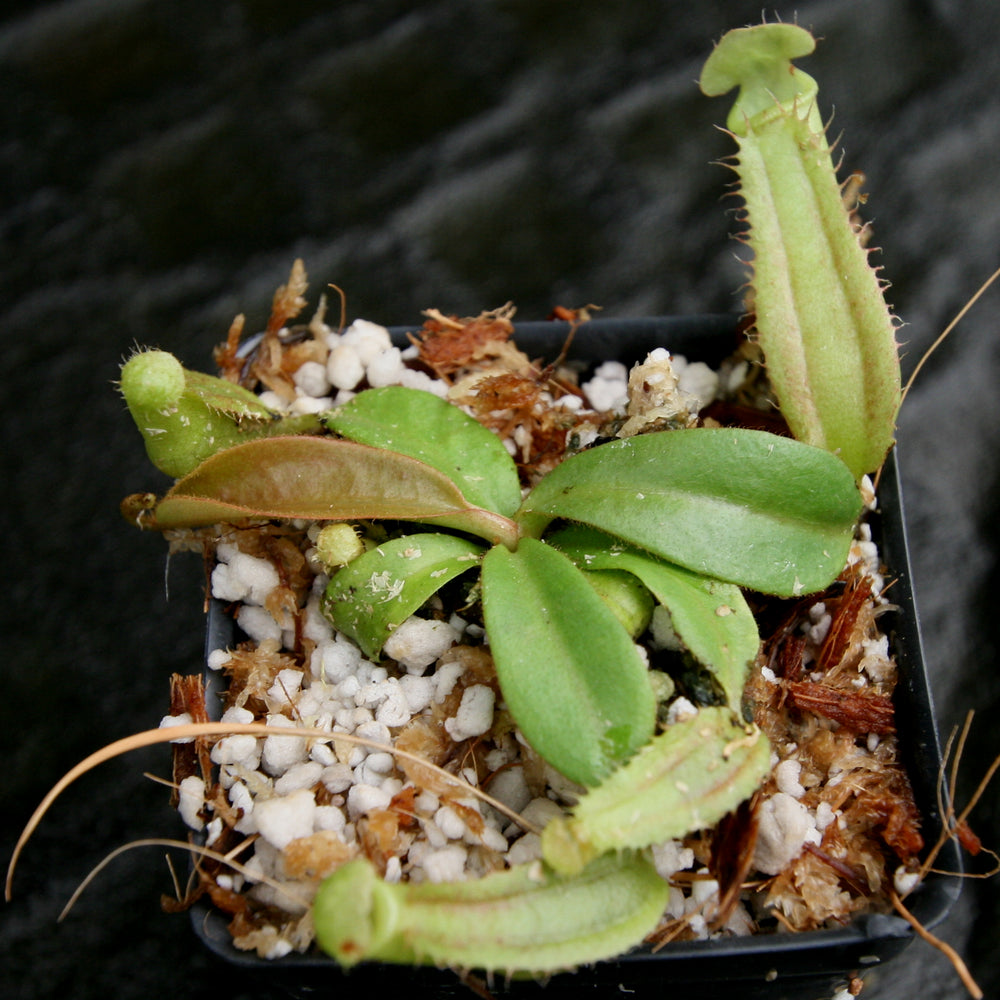 
                      
                        Nepenthes veitchii LL x (sumatrana x platychila), CAR-0251, pitcher plant, carnivorous plant, collectors plant, large pitchers, rare plants
                      
                    