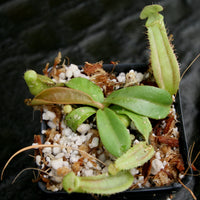 Nepenthes veitchii LL x (sumatrana x platychila), CAR-0251