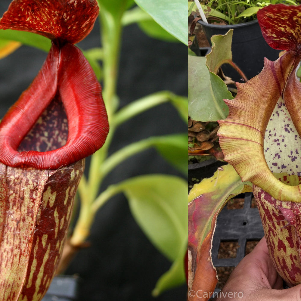 Nepenthes (Rokko x boschiana) x {boschiana x [truncata x (northiana x veitchii)]}, CAR-0187, pitcher plant, carnivorous plant, collectors plant, large pitchers, rare plants