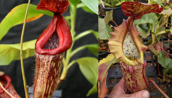 Nepenthes (Rokko x boschiana) x {boschiana x [truncata x (northiana x veitchii)]}, CAR-0187, pitcher plant, carnivorous plant, collectors plant, large pitchers, rare plants