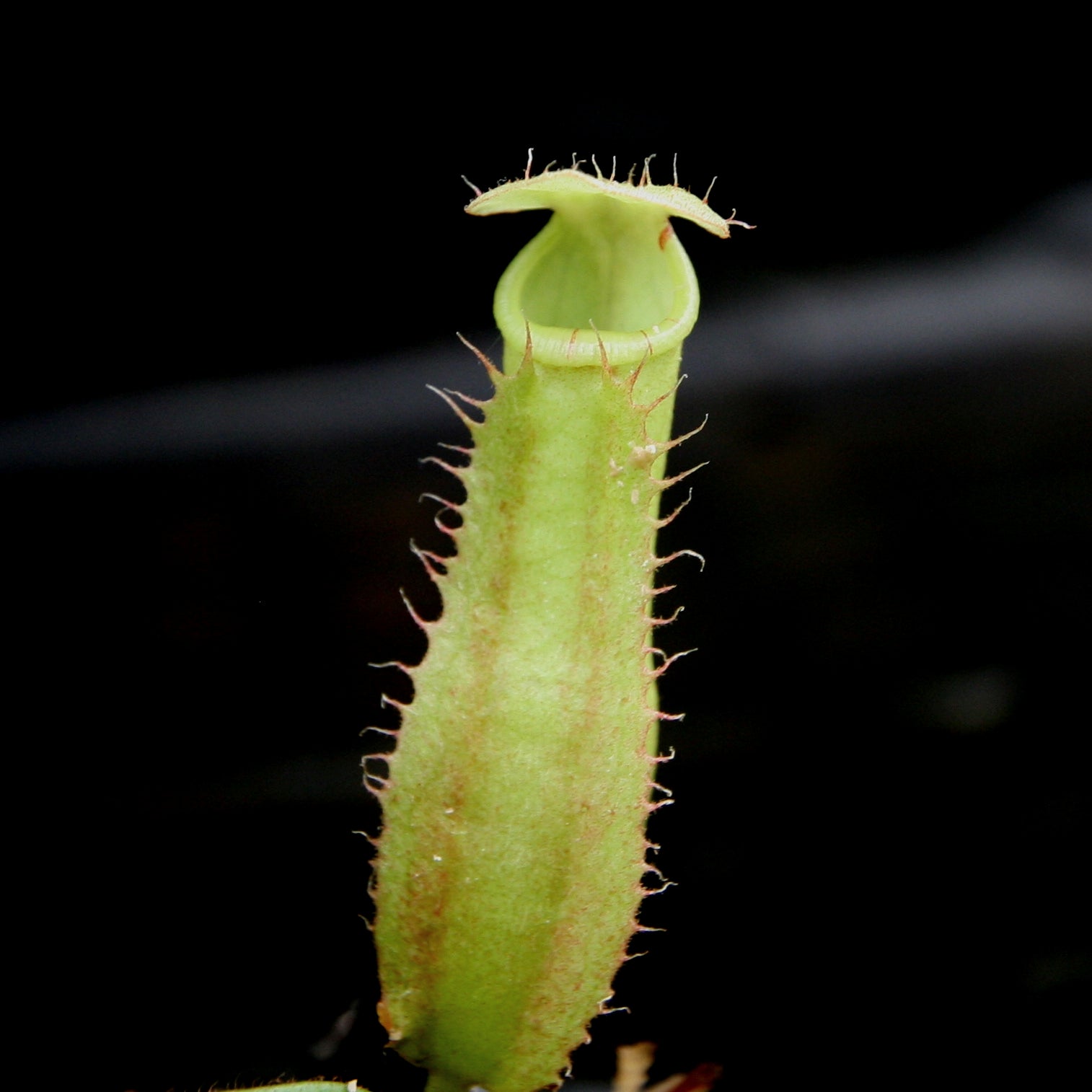 Nepenthes veitchii LL x (sumatrana x platychila), CAR-0251 – Carnivero