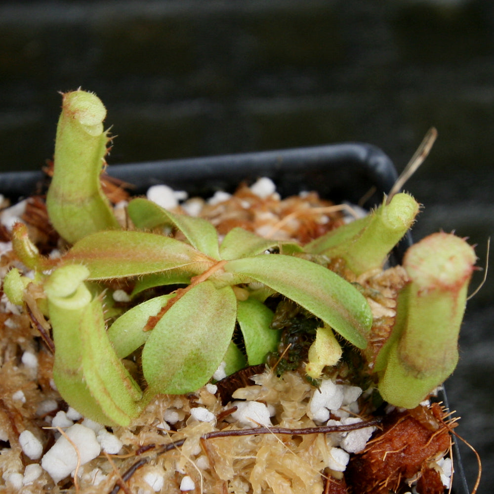 
                      
                        Nepenthes veitchii ((k) x Pink Candy Cane), CAR-0253
                      
                    