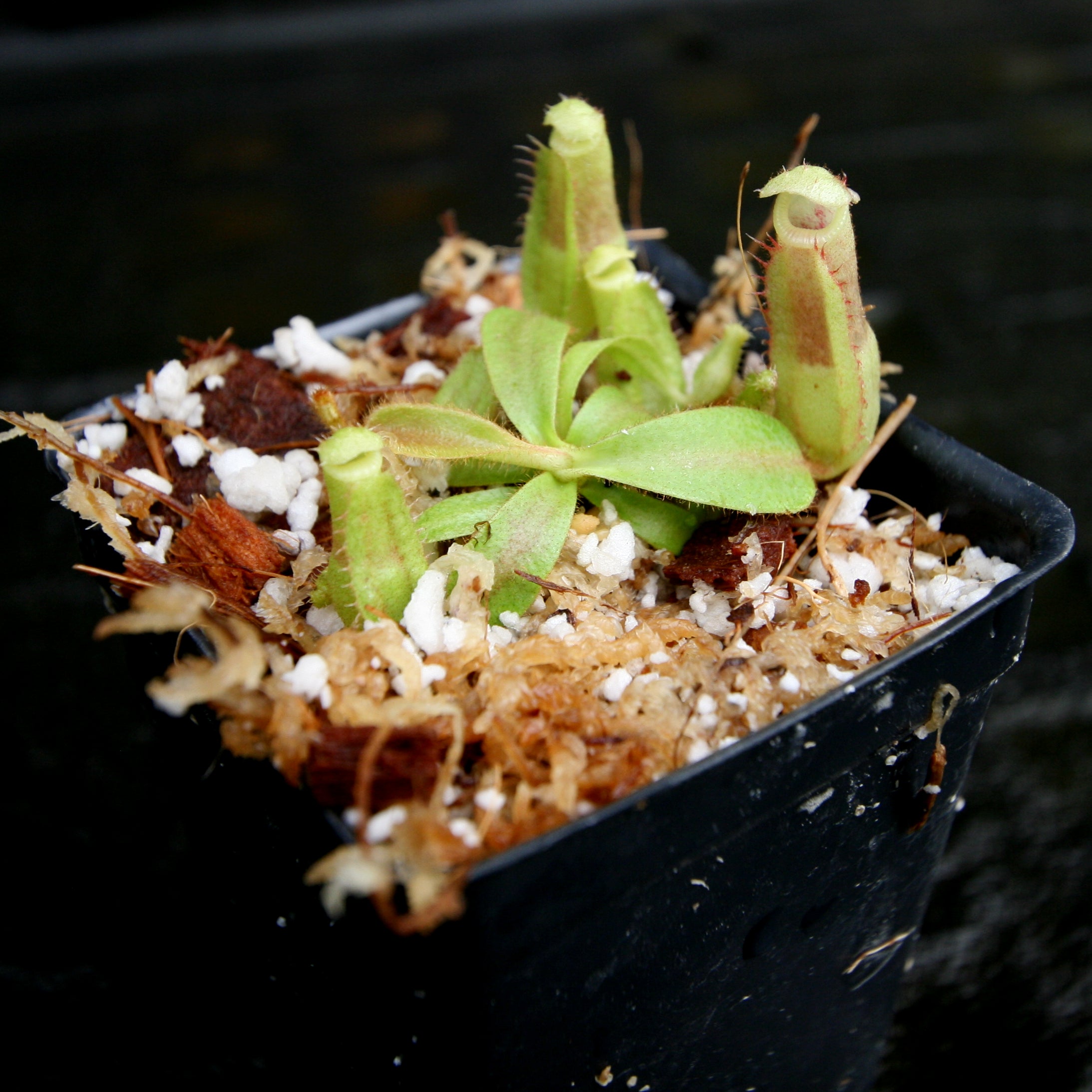Nepenthes veitchii ((k) x Pink Candy Cane), CAR-0253 – Carnivero