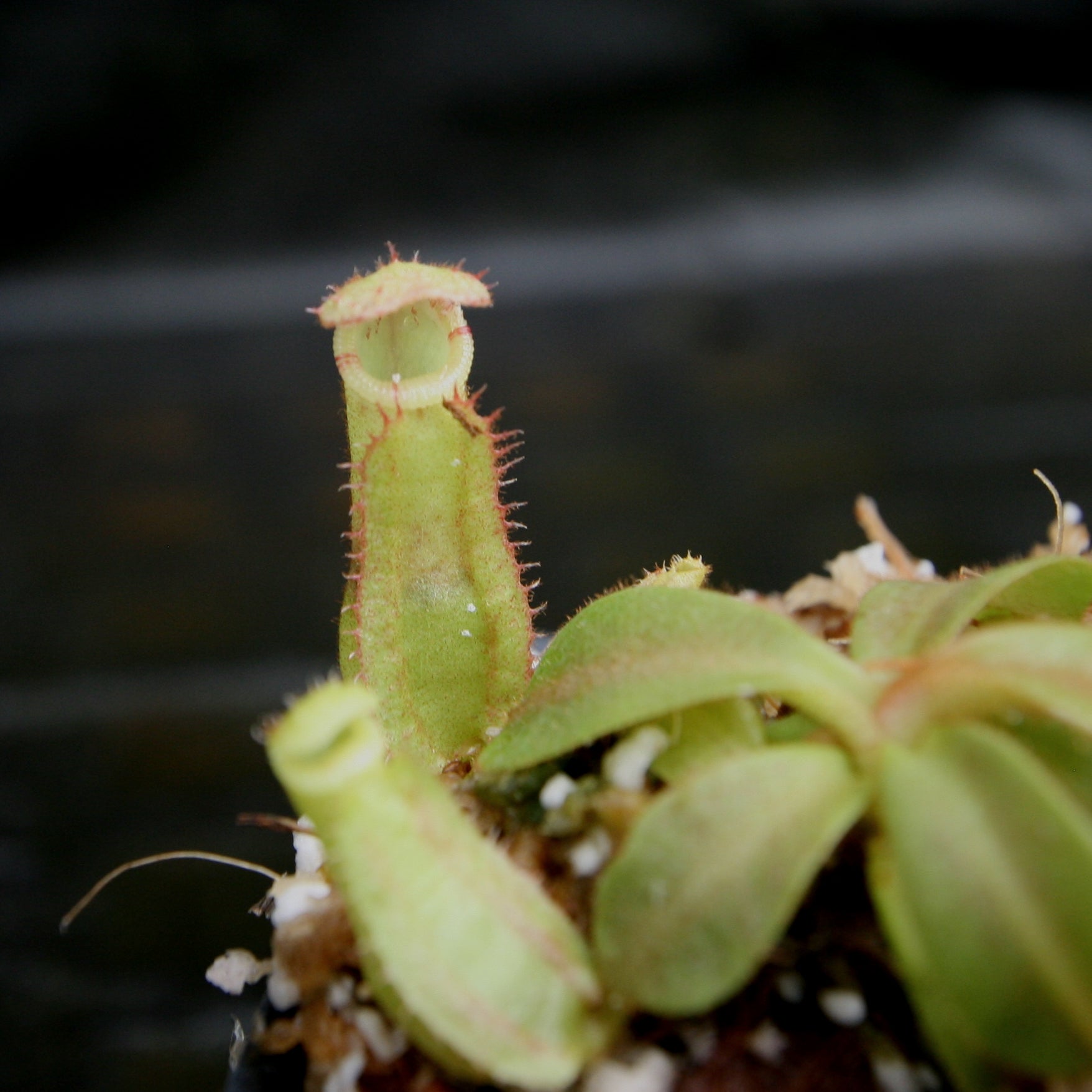 Nepenthes veitchii ((k) x Pink Candy Cane), CAR-0253 – Carnivero