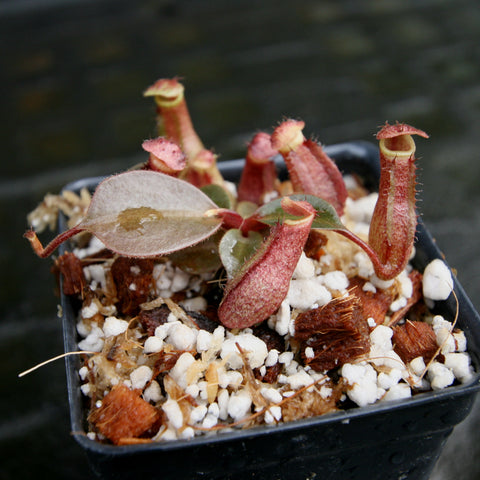 Nepenthes hybrid Red Ruffled Leviathan with red tubular pitchers and fringed rims in a small black pot