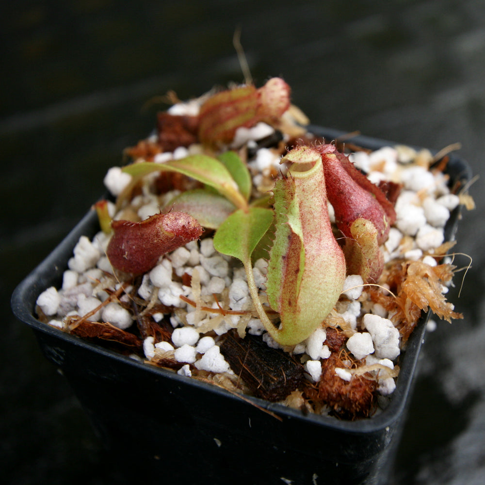 
                      
                        Nepenthes [(lowii x veitchii) x boschiana)] "Red Ruffled" x 'Leviathan', CAR-0252
                      
                    