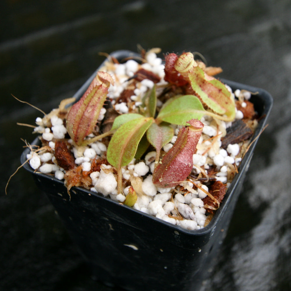 
                      
                        Nepenthes [(lowii x veitchii) x boschiana)] "Red Ruffled" x 'Leviathan', CAR-0252
                      
                    