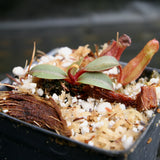 Nepenthes [(lowii x veitchii) x boschiana)] "Red Ruffled" x 'Leviathan', CAR-0252