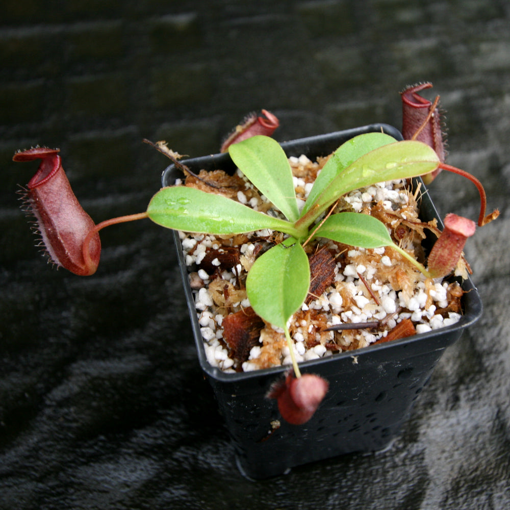 
                      
                        Nepenthes 'Briggsiana', ventricosa x lowii pitcher, Pitcher plant, carnivorous plant, collectors plant, pitchers, rare nepenthes, terrarium plant, easy to grow nepenthes, beginner nepenthes, beginner pitcher plants, nepenthes.
                      
                    