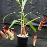 Nepenthes Rokko "Exotica" x boschiana - Exact Plant 05/14/23